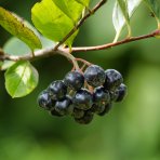 Arónia čiernoplodá (Aronia prunifolia) ´HUGIN´ - výška 30-40 cm, kont. C2L